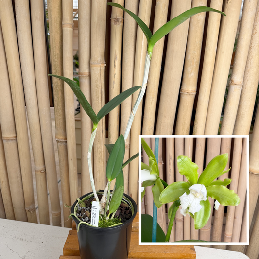 Cattleya tigrina v. alba x sib ('Too Good' x 'Super Nice') - (5"Pot) - Not Blooming