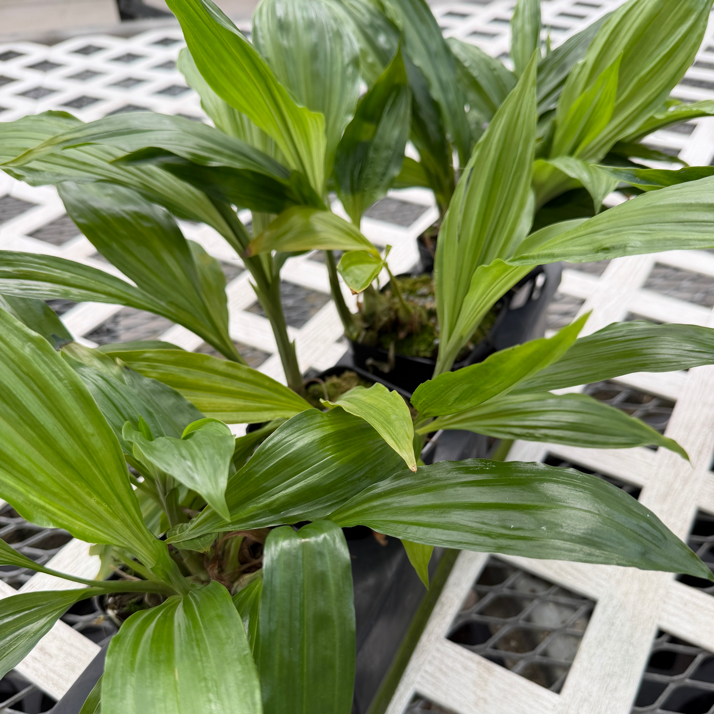 Calanthe Cooksoniae (4" Pot) - Not Blooming
