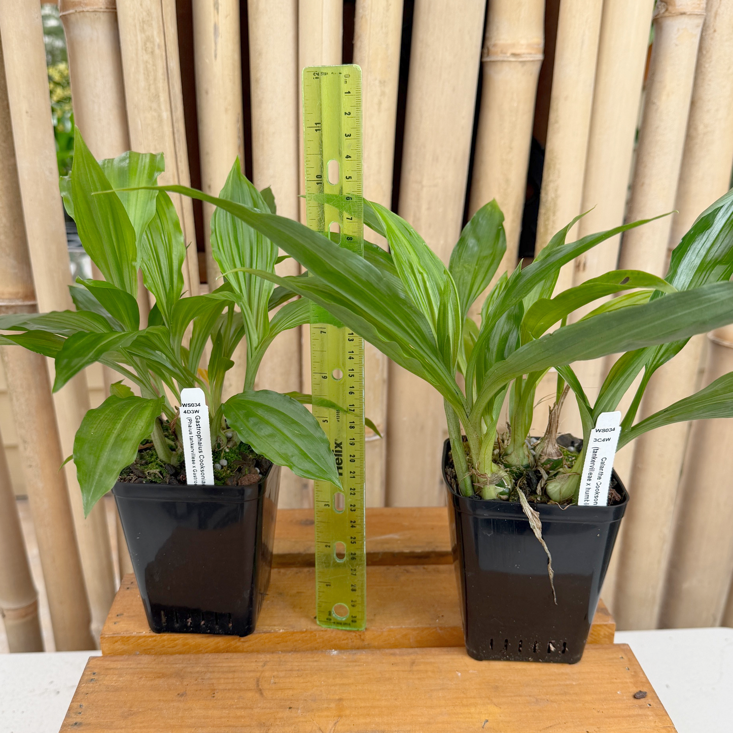 Calanthe Cooksoniae (4" Pot) - Not Blooming