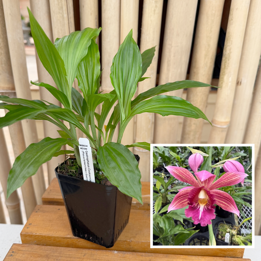 Calanthe Cooksoniae (4" Pot) - Not Blooming
