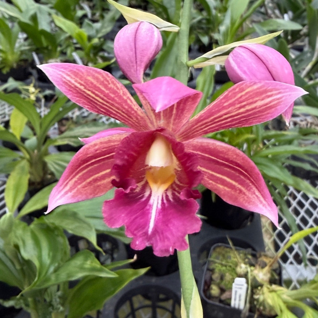 Calanthe Cooksoniae (4" Pot) - Not Blooming
