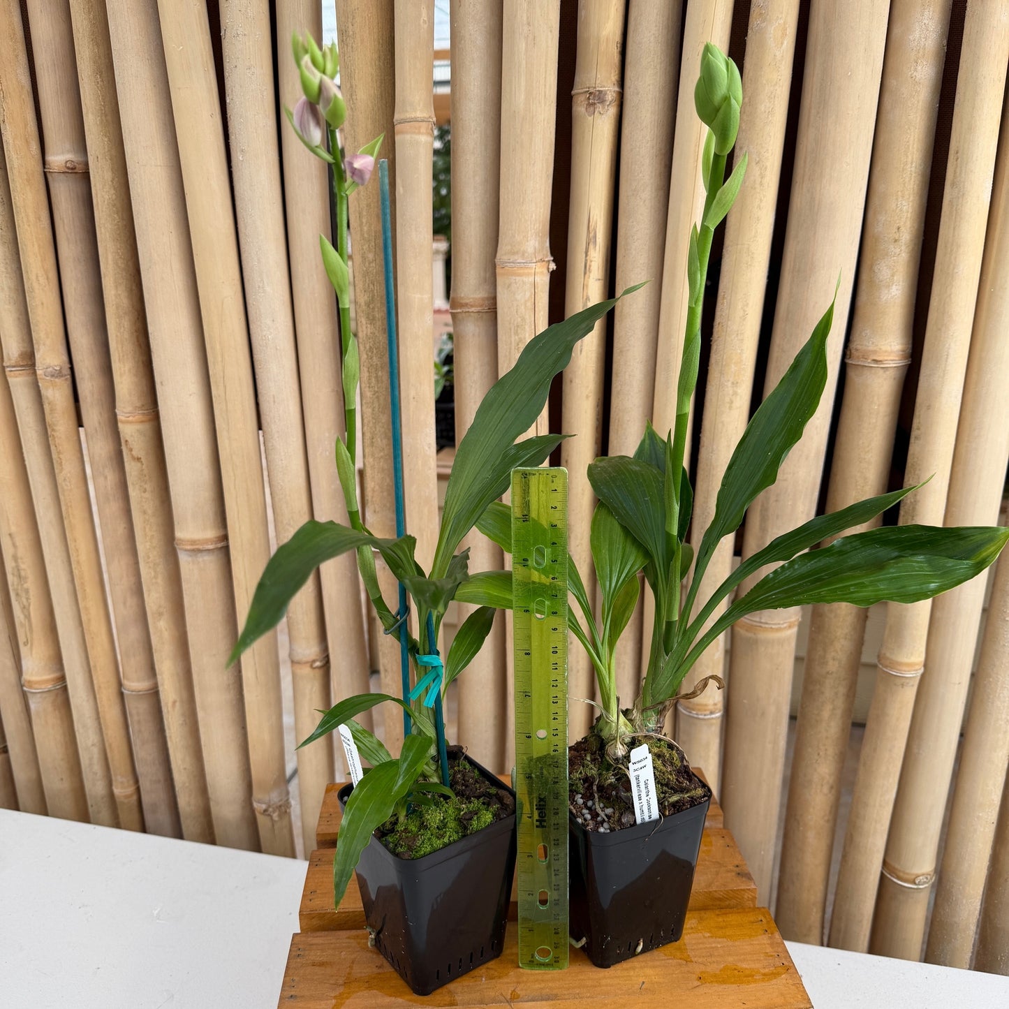 Calanthe Cooksoniae (4" Pot) - Buds
