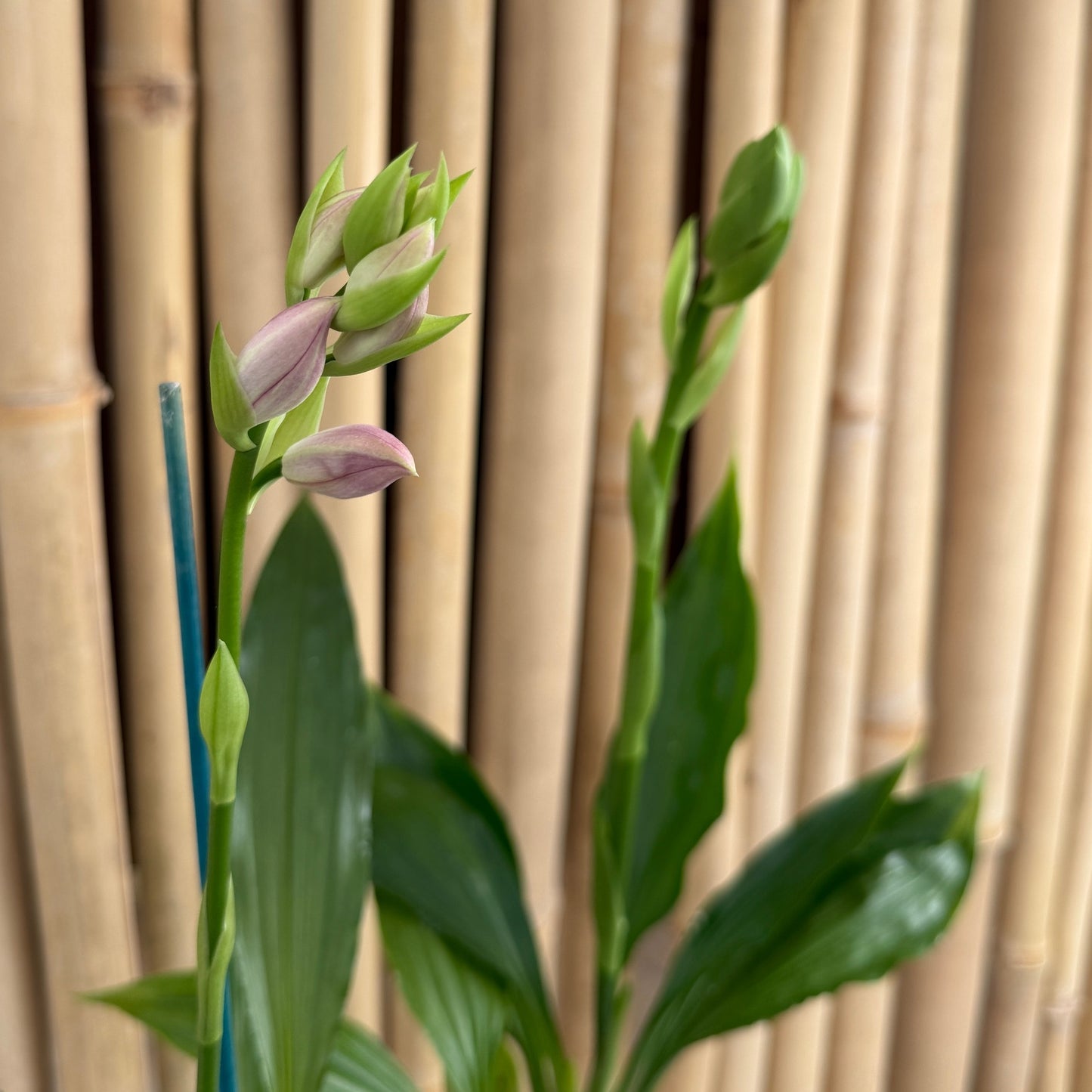 Calanthe Cooksoniae (4" Pot) - Buds