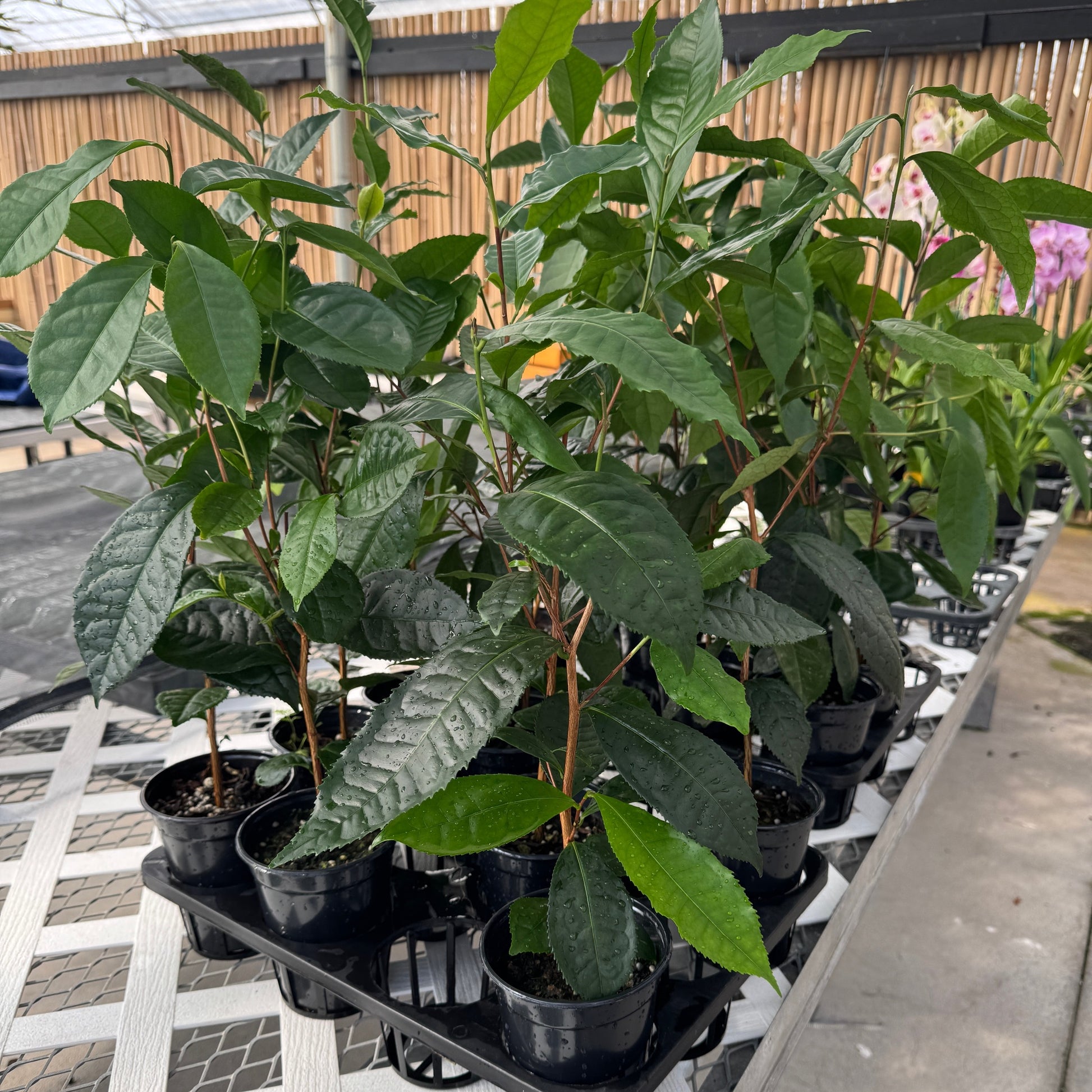can i plant a camellia in a pot Camellia sinensis (Tea plant)
