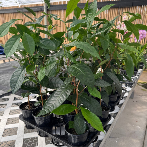 Camellia sinensis (Tea plant) - 4" Pot – Akatsuka Orchid Gardens