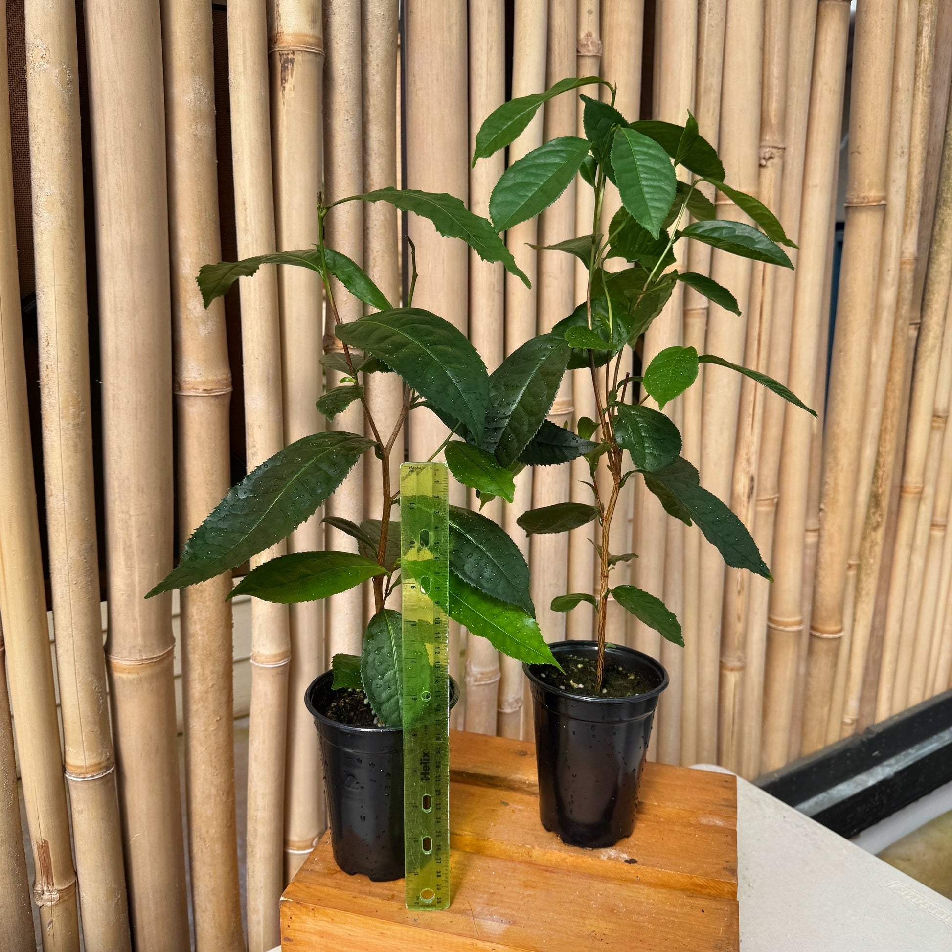 indoor tea plant Camellia sinensis (Tea plant)
