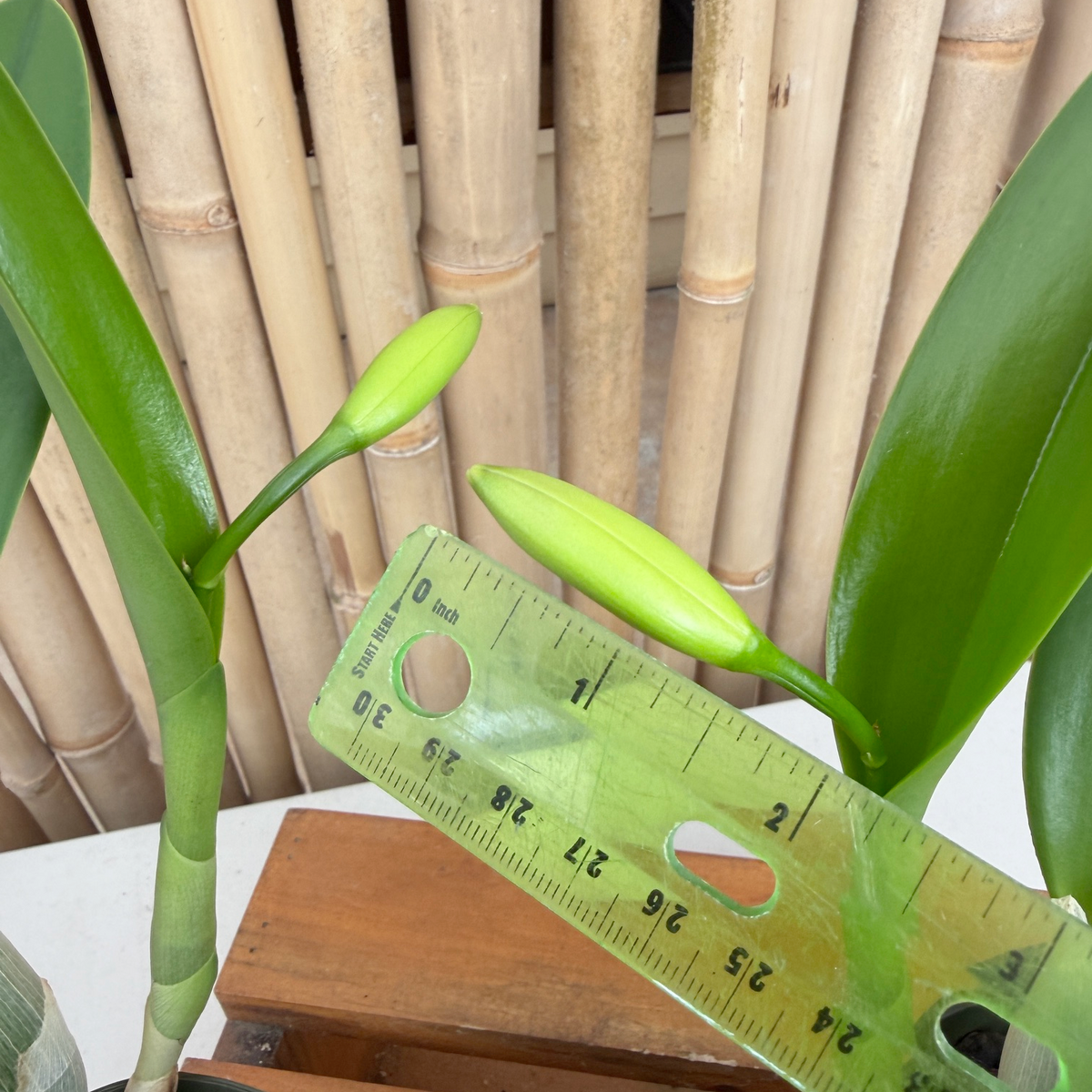 Lc. Cariad's Mini Quinee 'Angel Kiss' HCC/AOS (4' Pot) - Single Bud