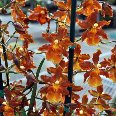 Odcdm. Catatante 'Kilauea Karma' (4" Pot) -Not Blooming
