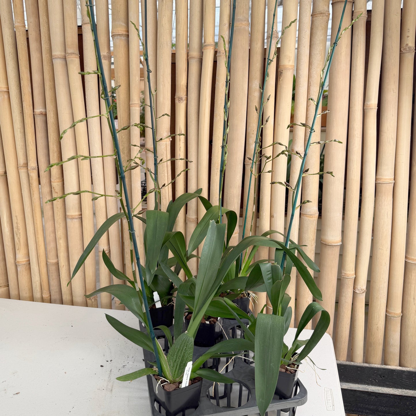 Odcdm. Catatante 'Kilauea Karma' (4" Pot) - Buds