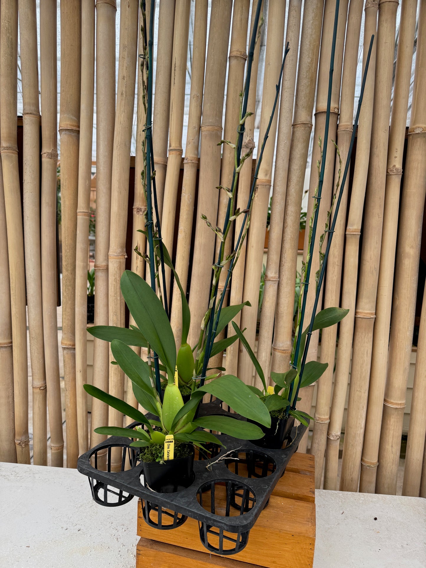 Odcdm. Catatante 'Orange Kiss' (Double Spike)