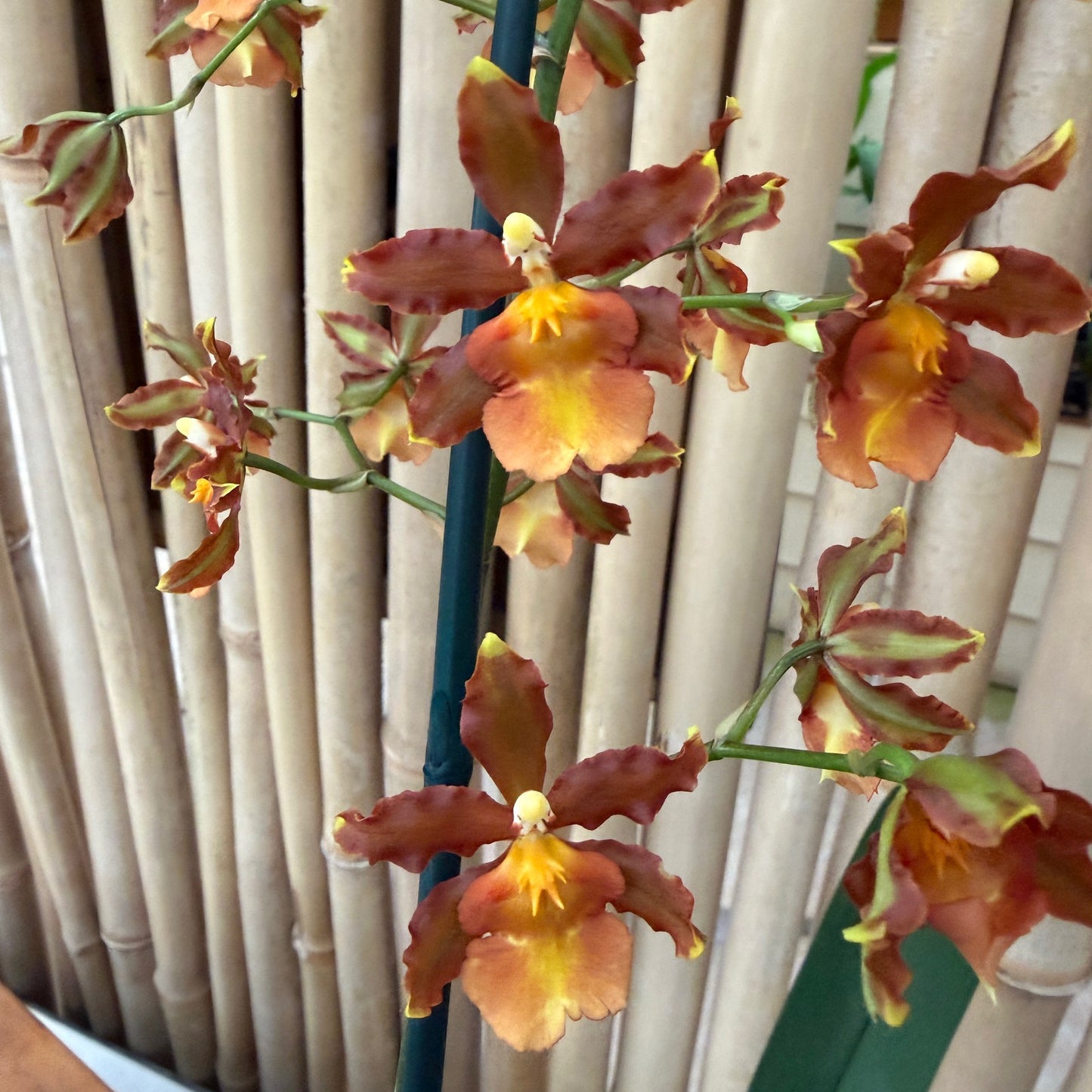Odcdm. Catatante 'Kilauea Karma' (4" Pot) - Buds