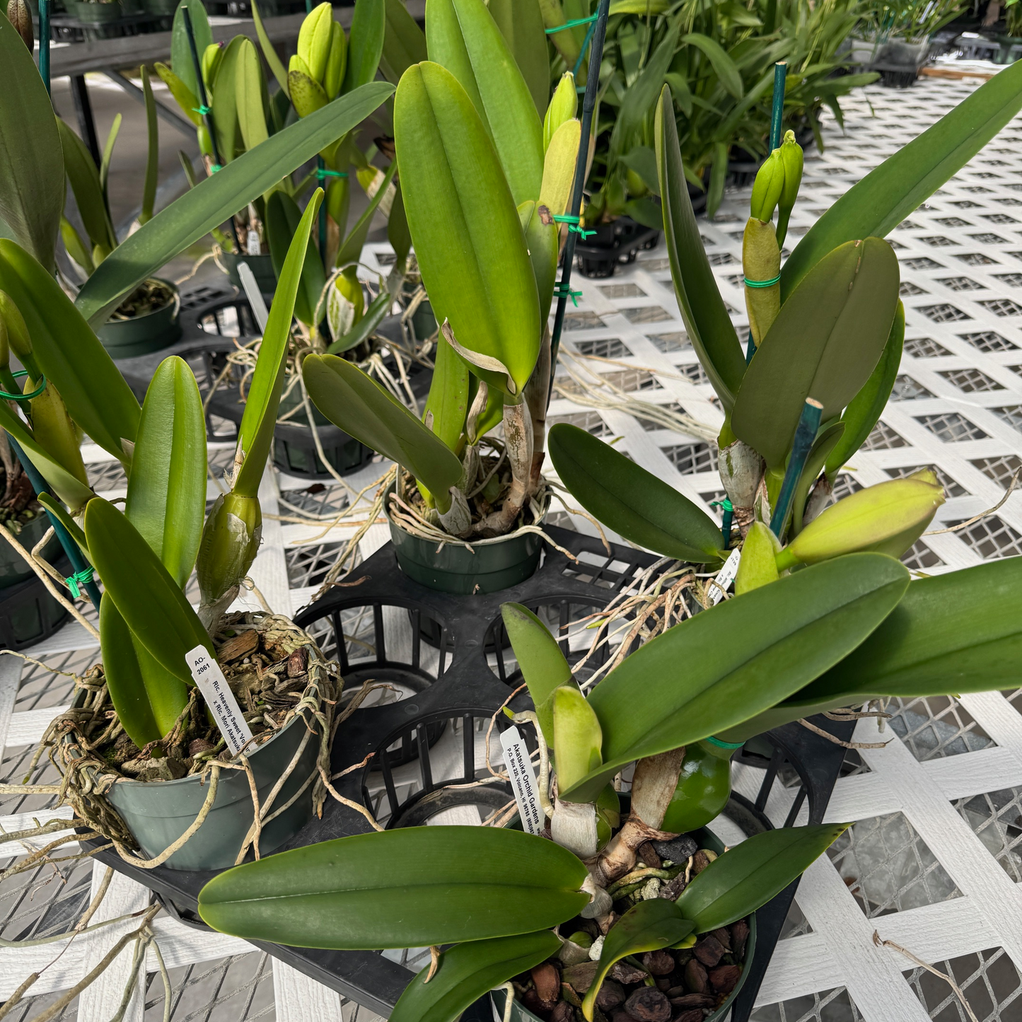 Cattleya in Bud (Seedling - GROWER'S CHOICE)