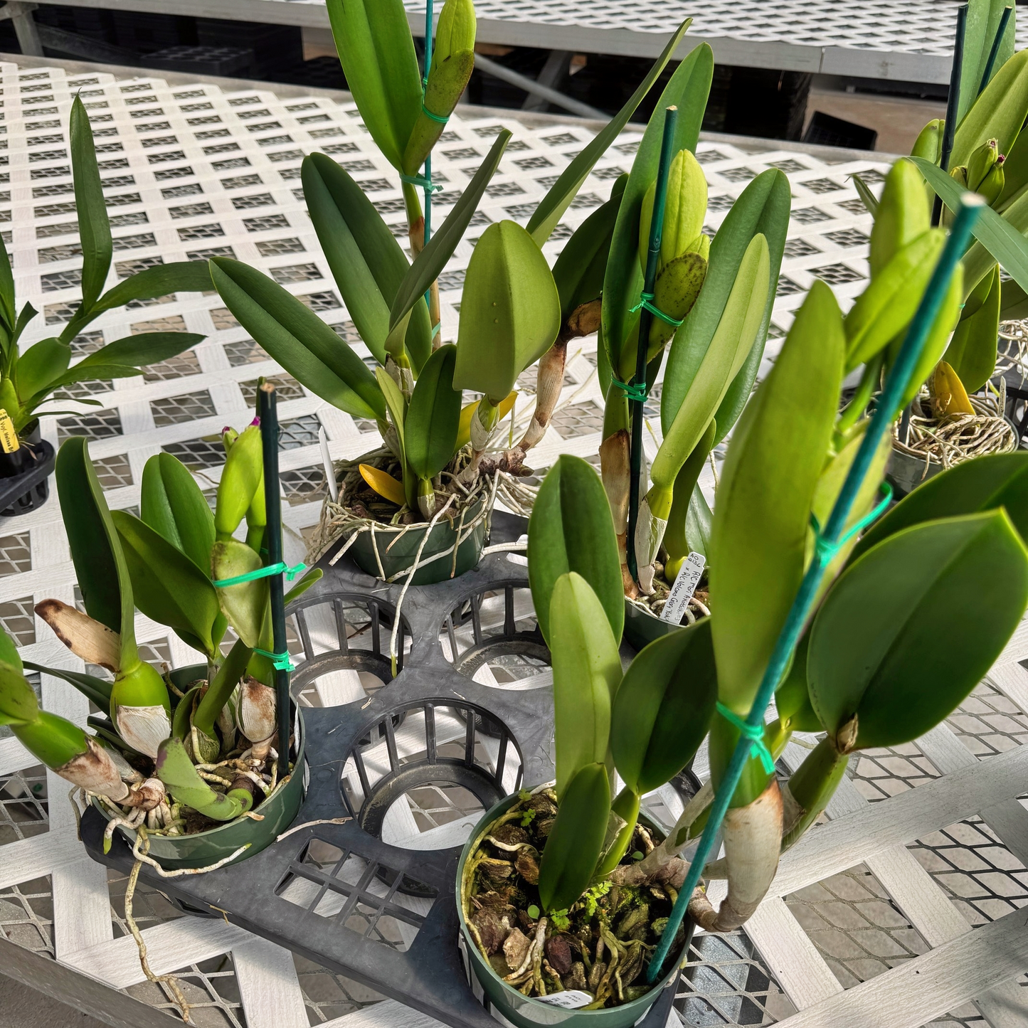 Cattleya in Bud (Seedling - GROWER'S CHOICE)