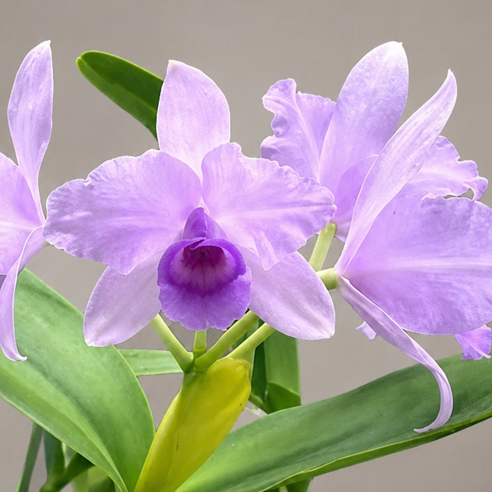 C. deckeri v. coerulea 4N x self (4" Pot) - Not Blooming