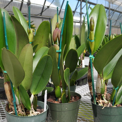 Rlc. Mitsuo Akatsuka 'Volcano Queen' (5.5" Pot ) - Buds