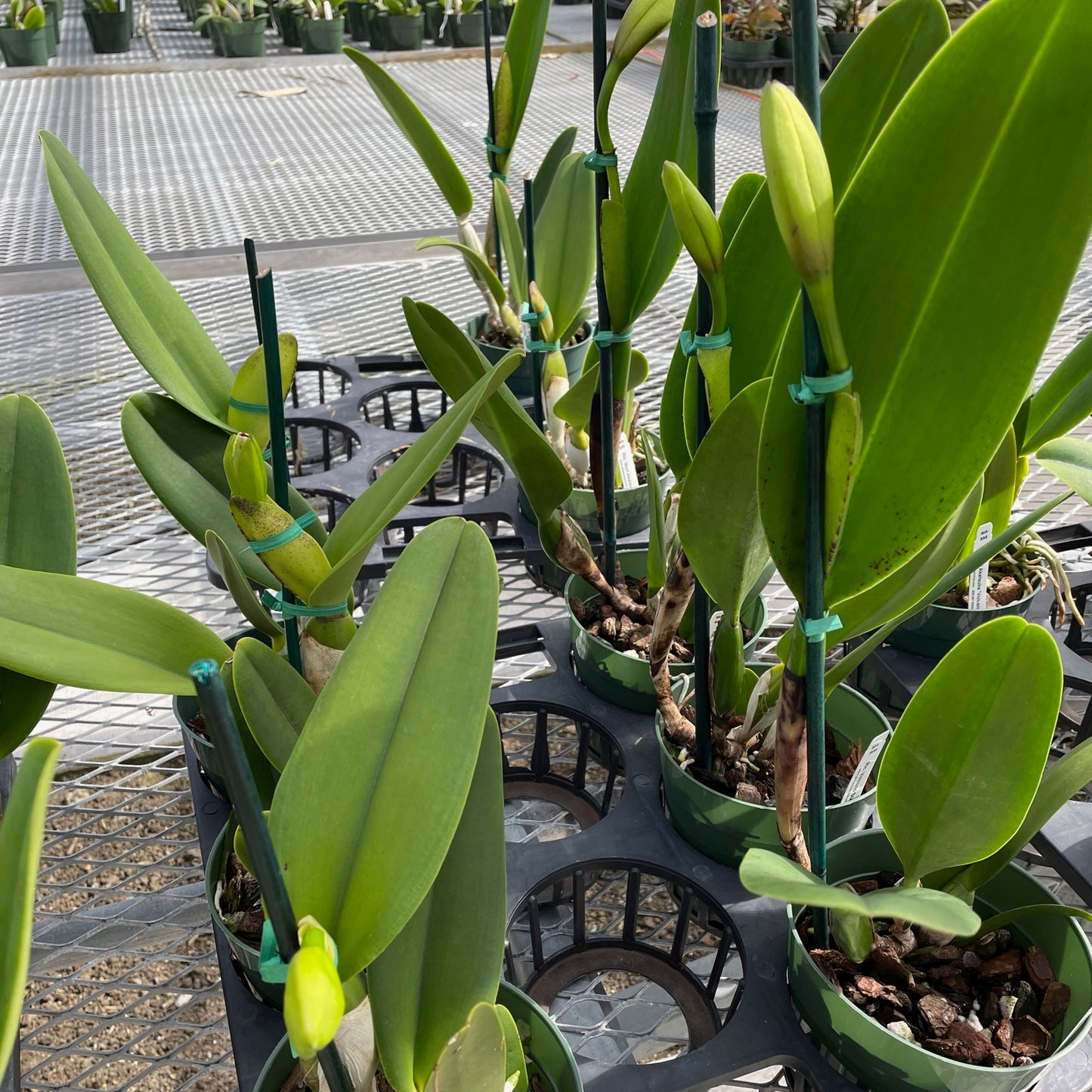 Budded Cattleya (5.5" Pot - Grower's Choice) - SINGLE Bud