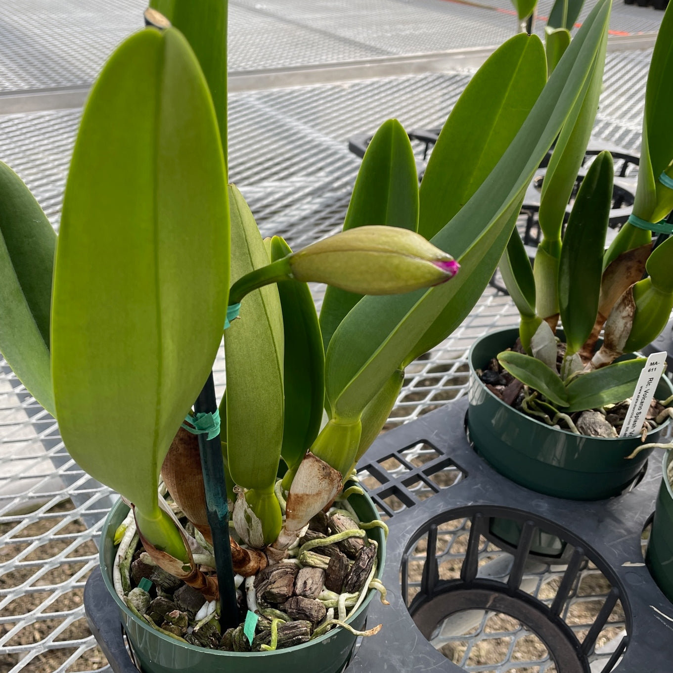 Budded Cattleya (5.5" Pot - Grower's Choice) - SINGLE Bud