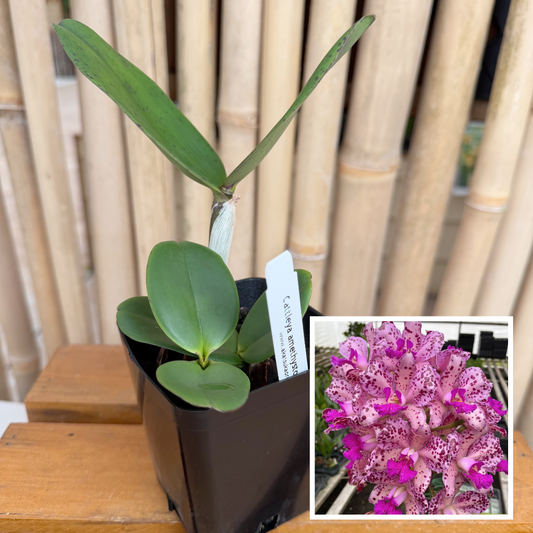 C. amethystoglossa 4N x self (3.25" Pot)