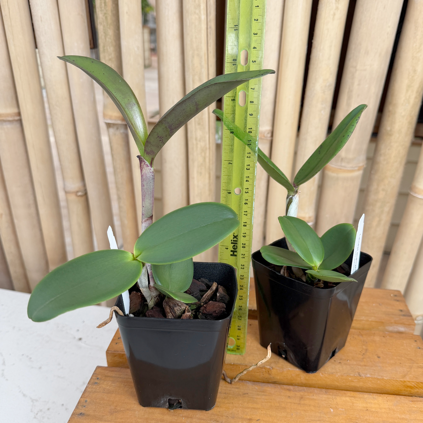 C. amethystoglossa 4N x self (3.25" Pot)
