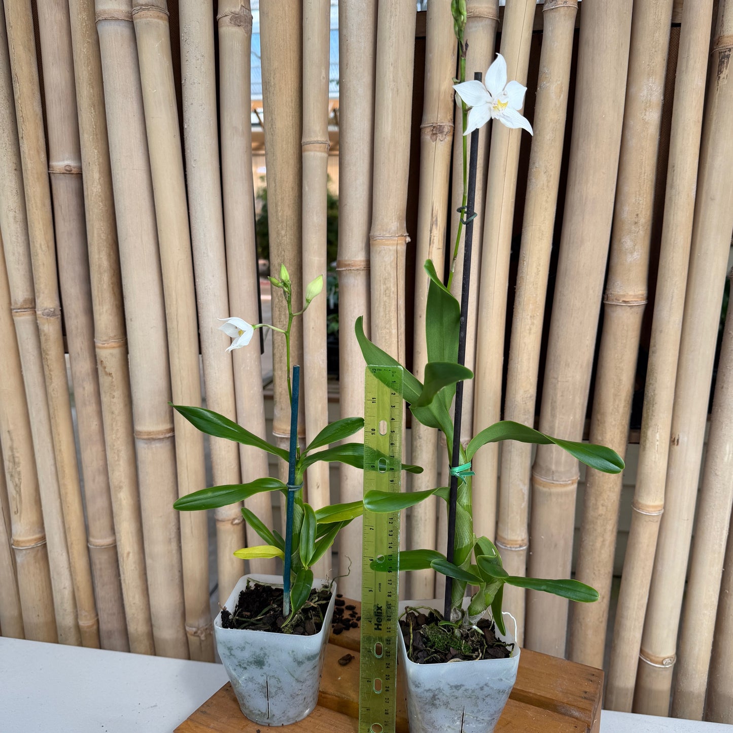 Caularthron bicornutum x self (4" Pot) - Buds