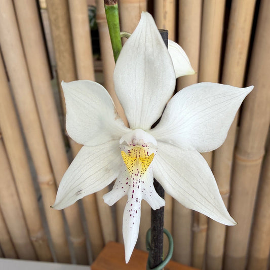 Caularthron bicornutum x self (4" Pot) - Buds