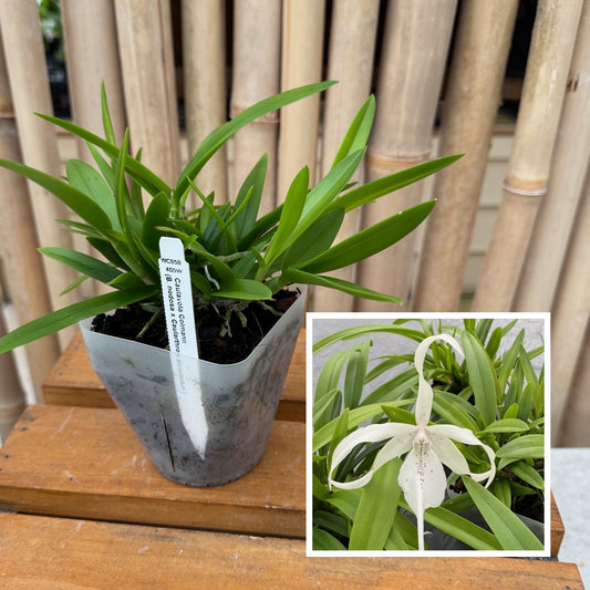 Caulavola Colmanii (4" pot) - Not Blooming