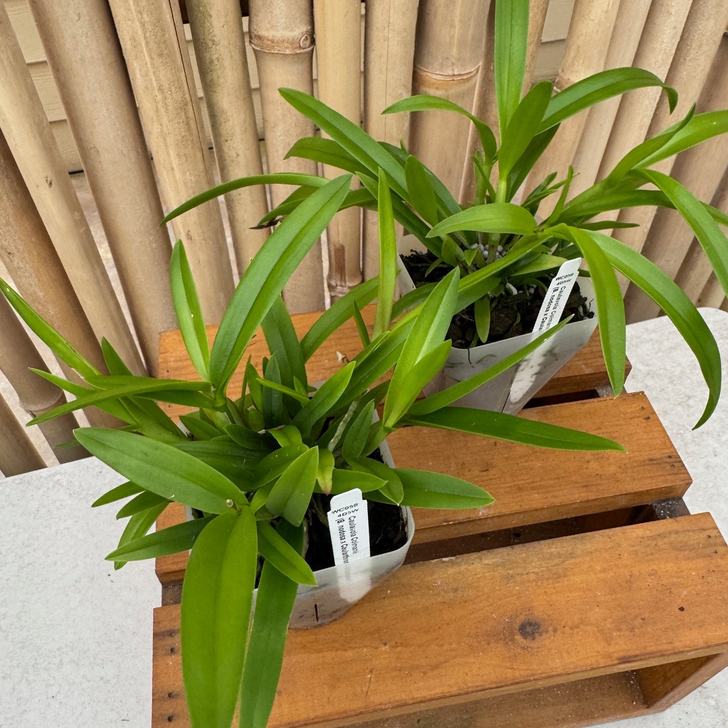 Caulavola Colmanii (4" pot) - Not Blooming