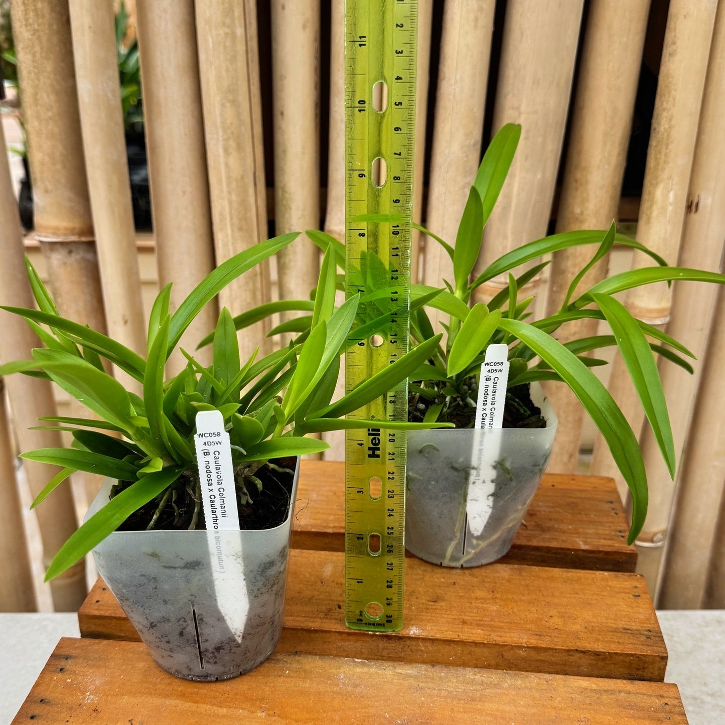 Caulavola Colmanii (4" pot) - Not Blooming