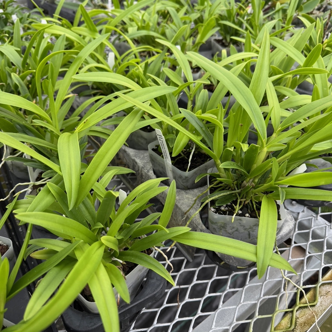 Caulavola Colmanii (4" pot) - Not Blooming