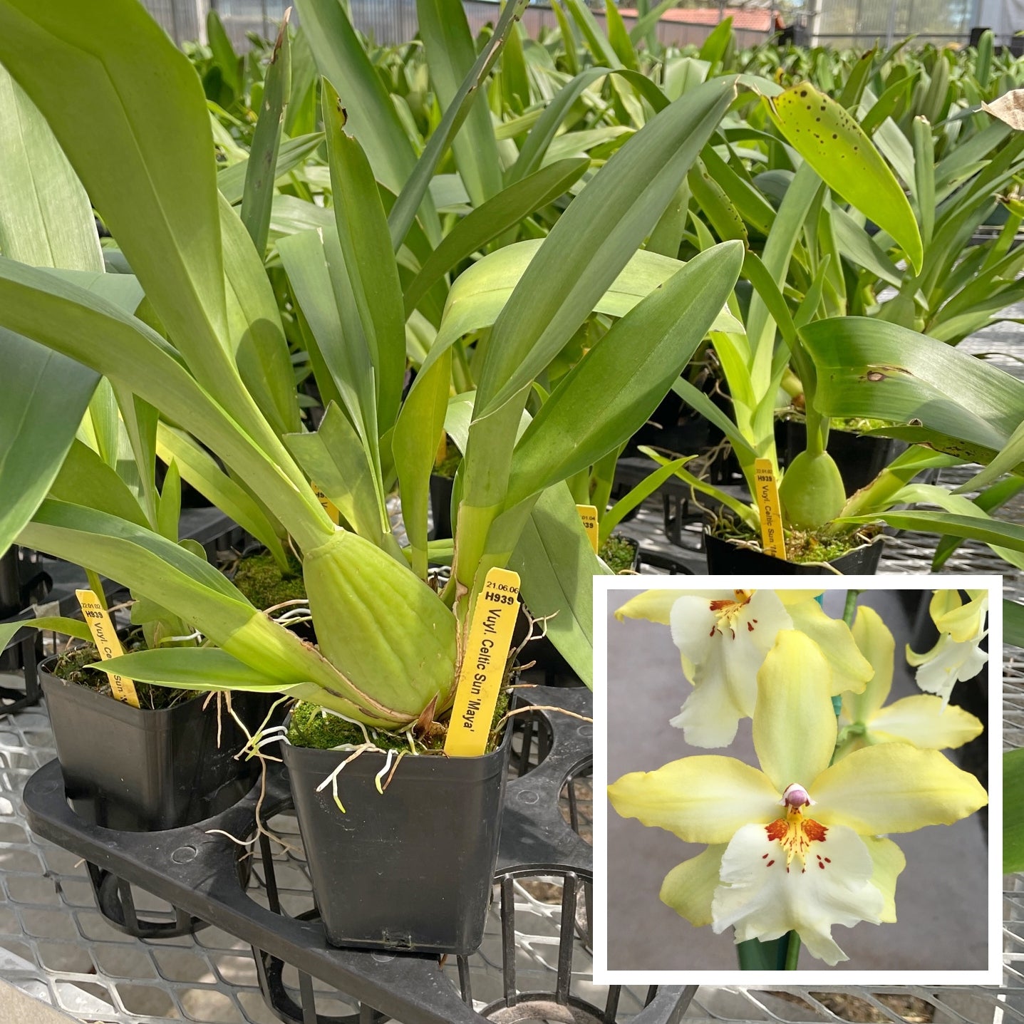 Vuyl. Celtic Sun 'Maya' (4" Pot) - Not Blooming