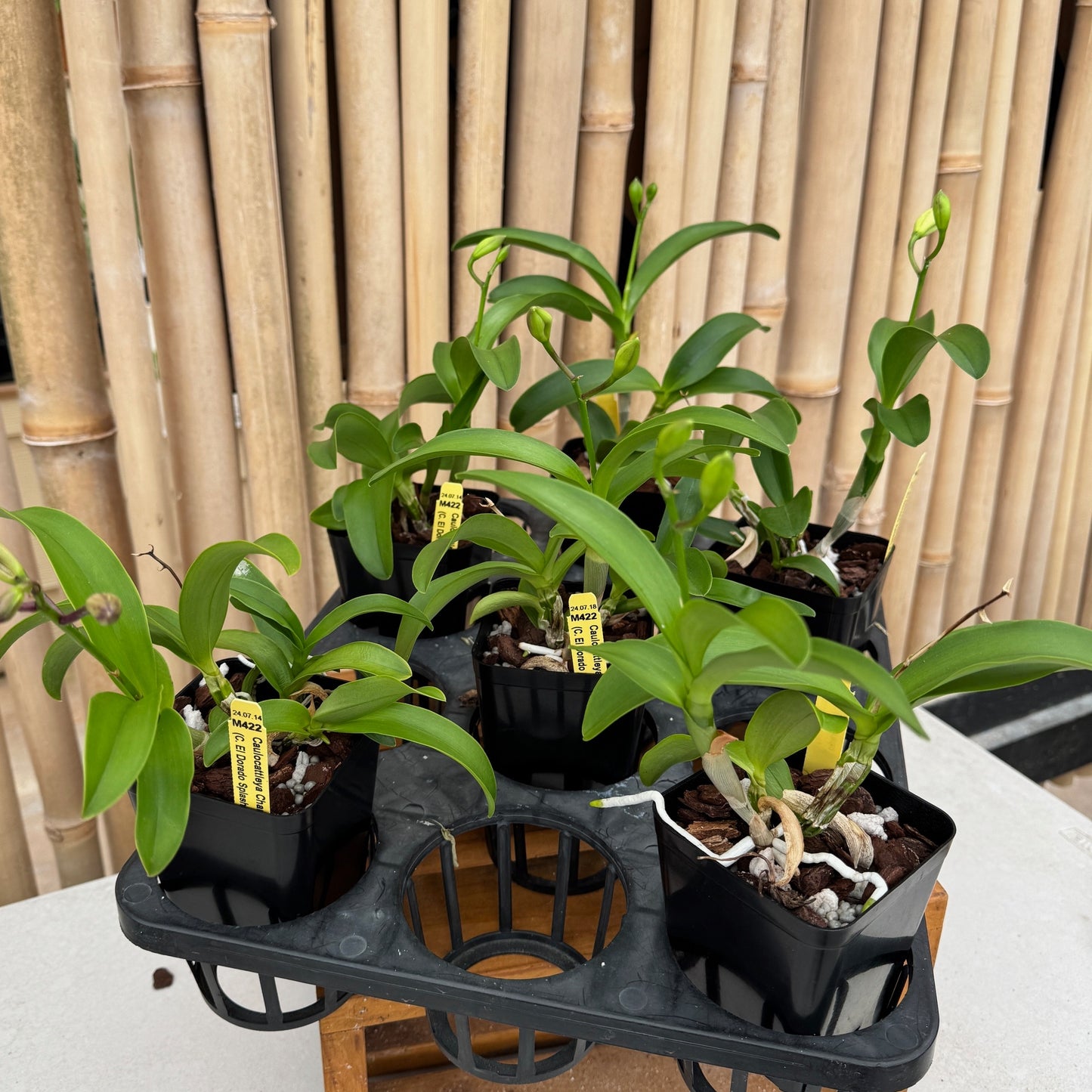 Clty. Chantilly Lace 'Twinkle' (4" Pot) - Buds