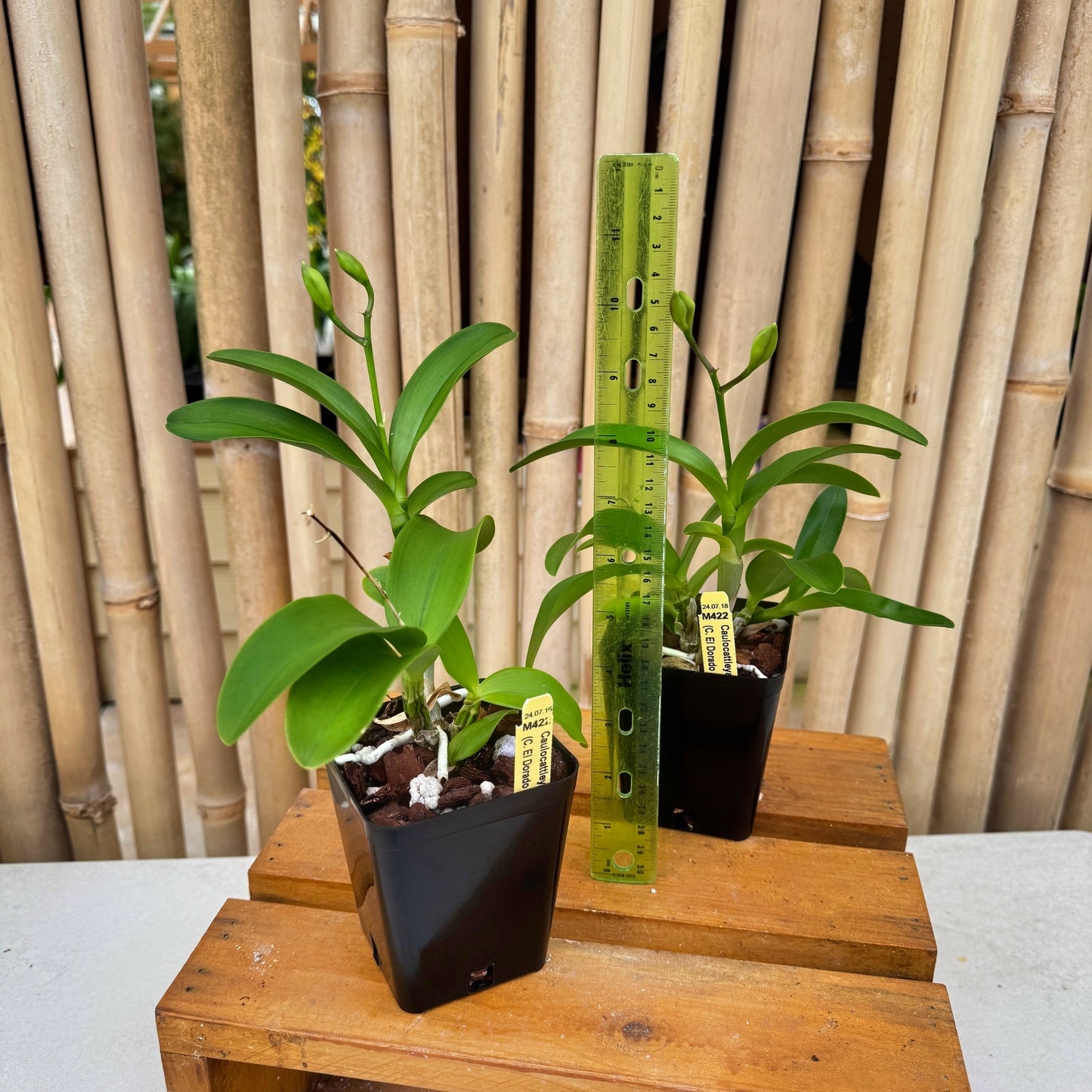 Clty. Chantilly Lace 'Twinkle' (4" Pot) - Buds