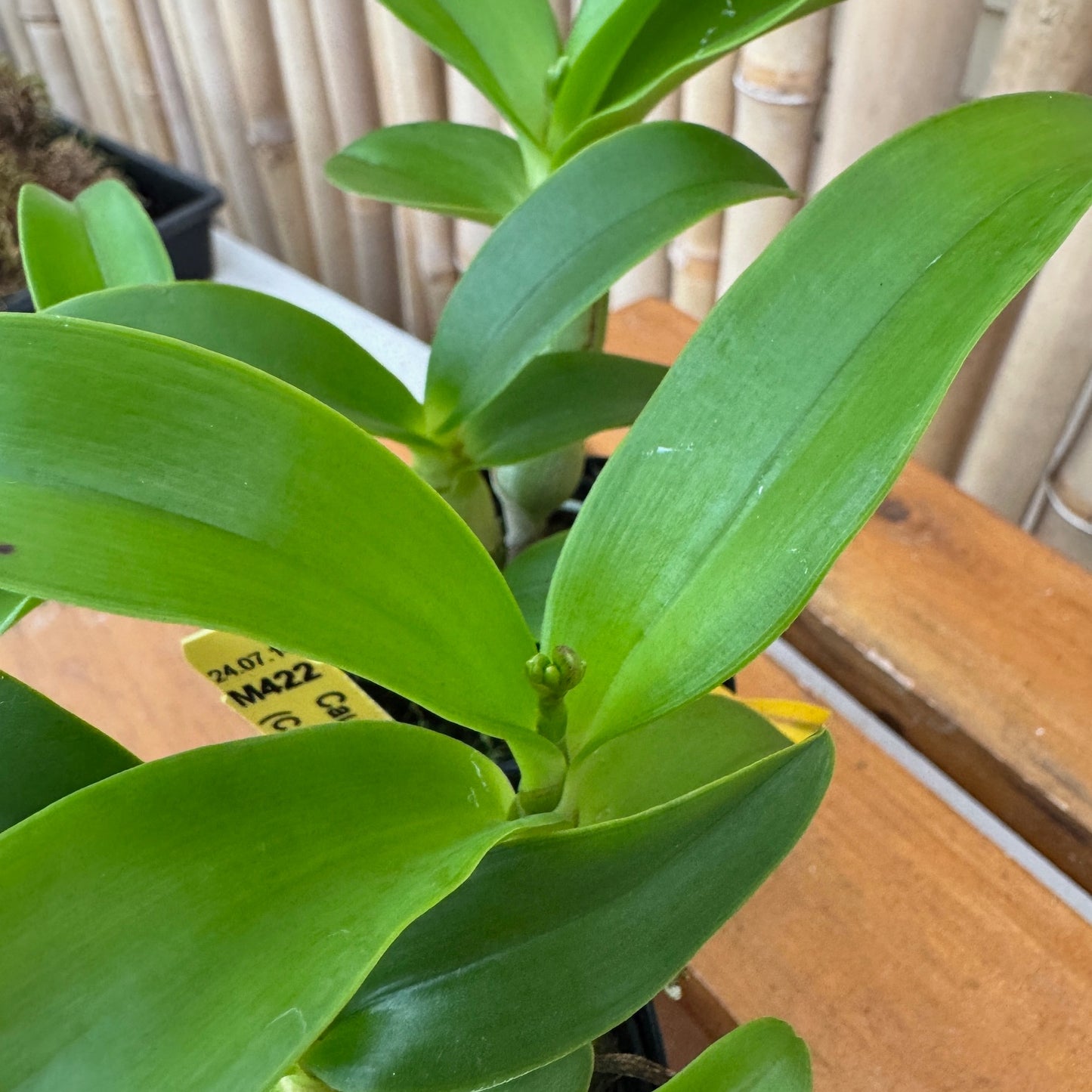 Clty. Chantilly Lace 'Twinkle' (4" Pot) - Not Blooming