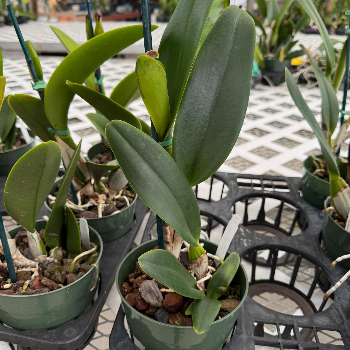 Rlc. Charlene Sau Yee Liu 'Volcano Prince' (5.5" Pot) - Buds