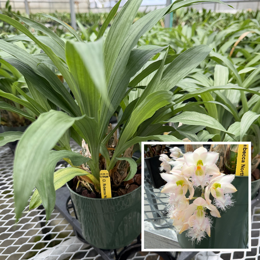Clowesia Rebecca Northen 'Mikkabi' (5.5" Pot) - Not Blooming