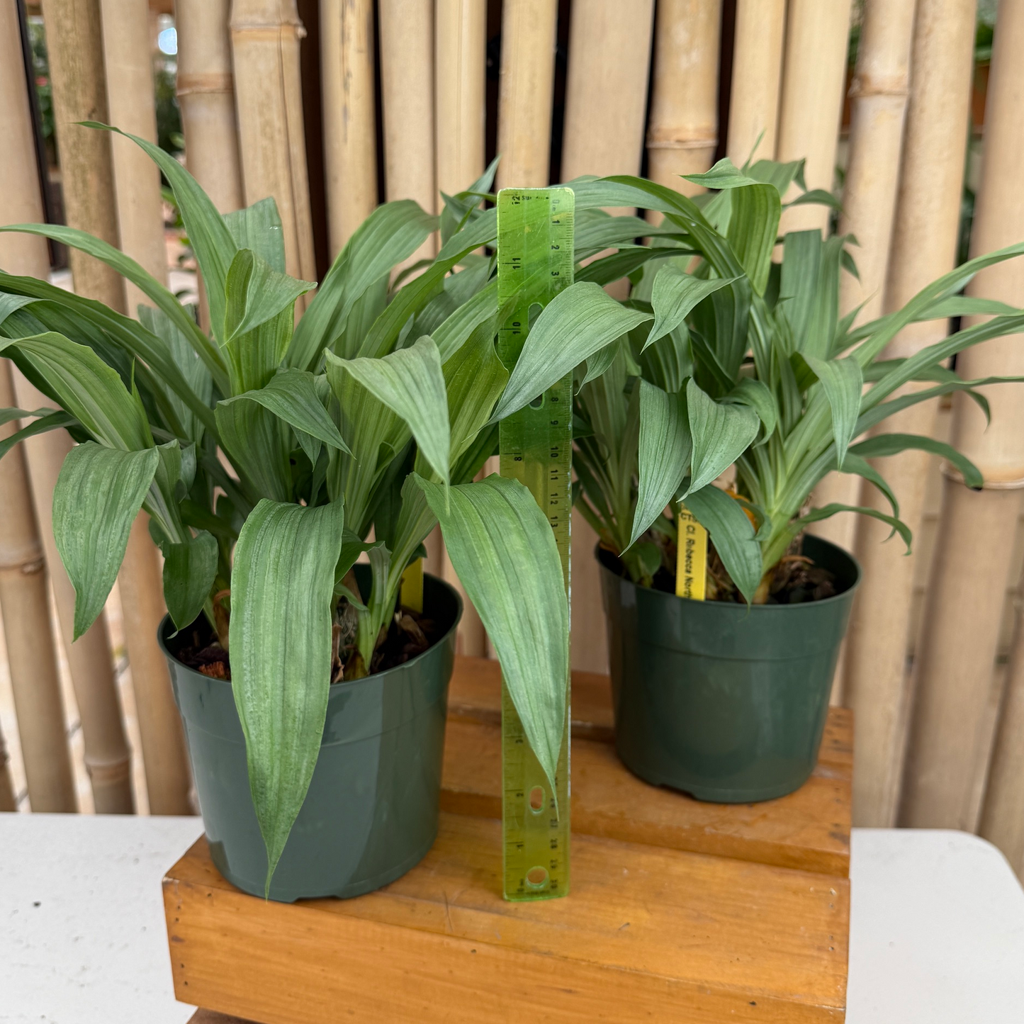 Clowesia Rebecca Northen 'Mikkabi' (5.5" Pot) - Not Blooming