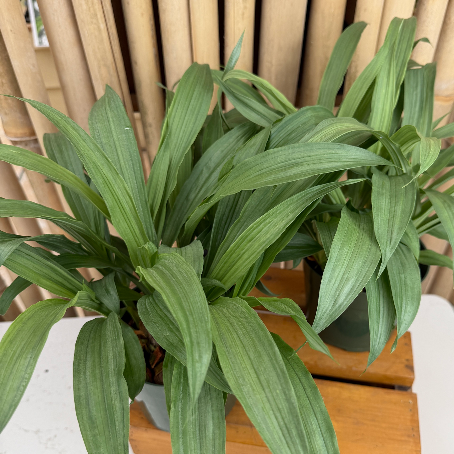 Clowesia Rebecca Northen 'Mikkabi' (5.5" Pot) - Not Blooming