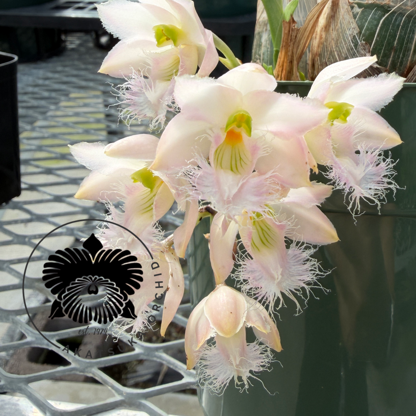 Clowesia Rebecca Northen 'Mikkabi' (5.5" Pot) - Not Blooming