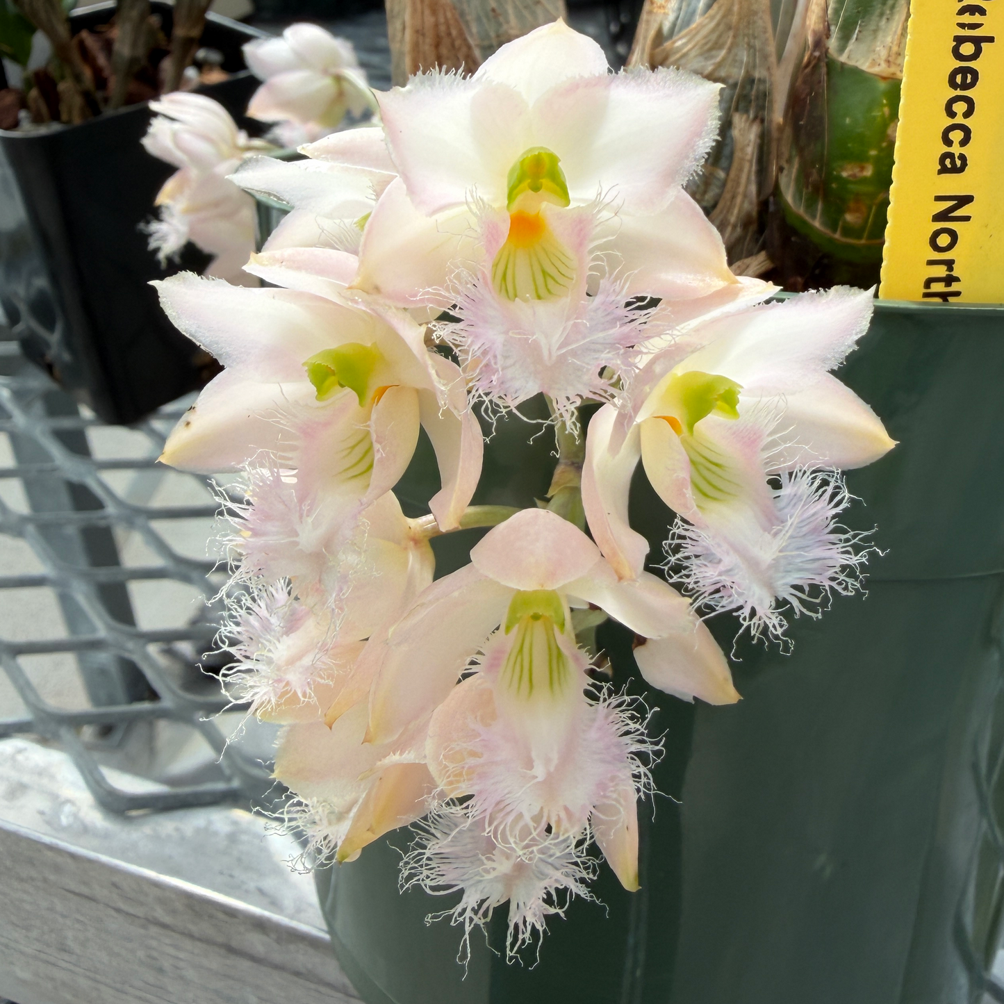 Clowesia Rebecca Northen 'Mikkabi' (5.5" Pot) - Not Blooming
