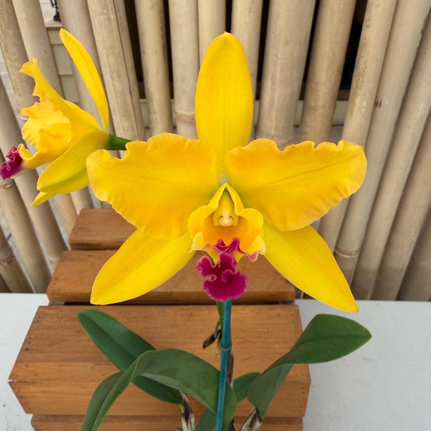 Ctt. Memoria Clara Molnar (4" pot) - Buds