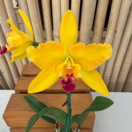 Ctt. Memoria Clara Molnar (4" pot) - Buds