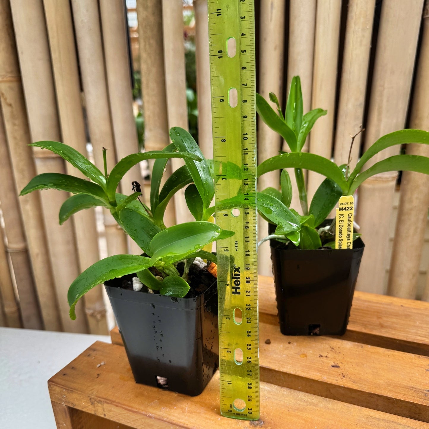 Clty. Chantilly Lace 'Twinkle' (4" Pot) - Not Blooming