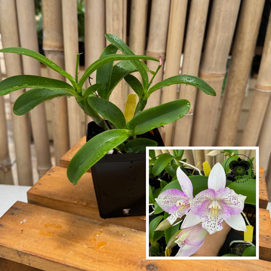 Clty. Chantilly Lace 'Twinkle' (4" Pot) - Not Blooming