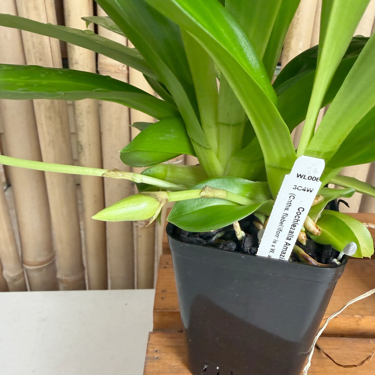 Cochlezalla Amazing (4" Pot) - Bud