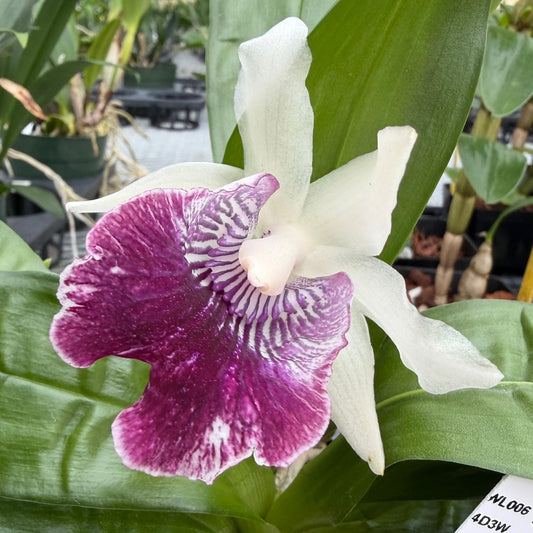 Cochlezalla Amazing (4" Pot) - Not Blooming