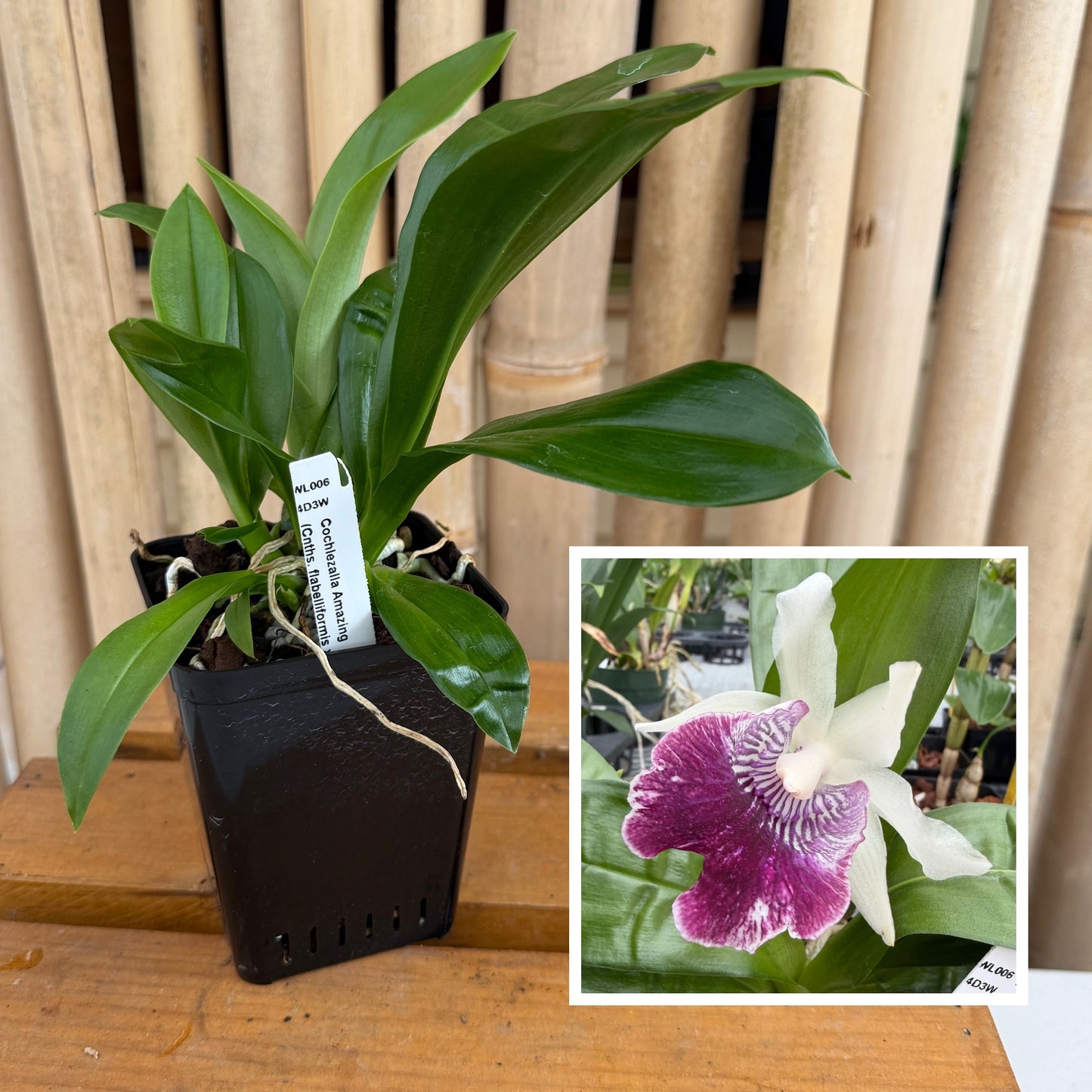 Cochlezalla Amazing (4" Pot) - Not Blooming