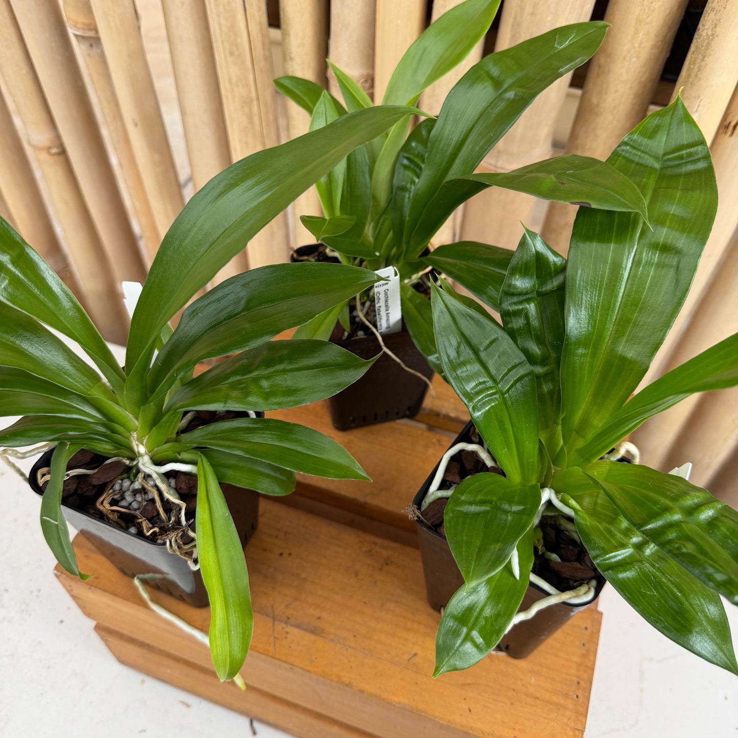 Cochlezalla Amazing (4" Pot) - Not Blooming