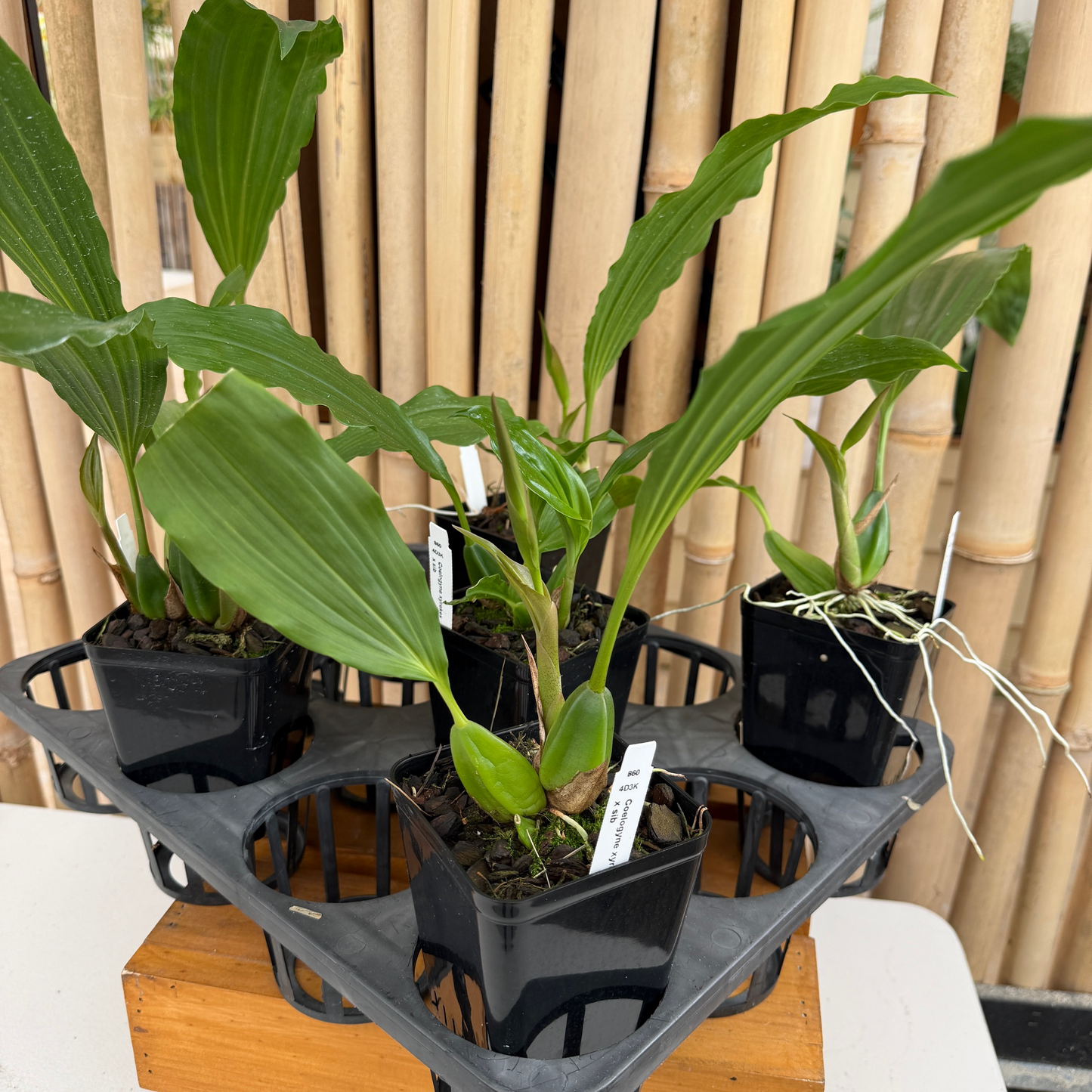 Coelogyne xyrekes x sib (Species) - Bud