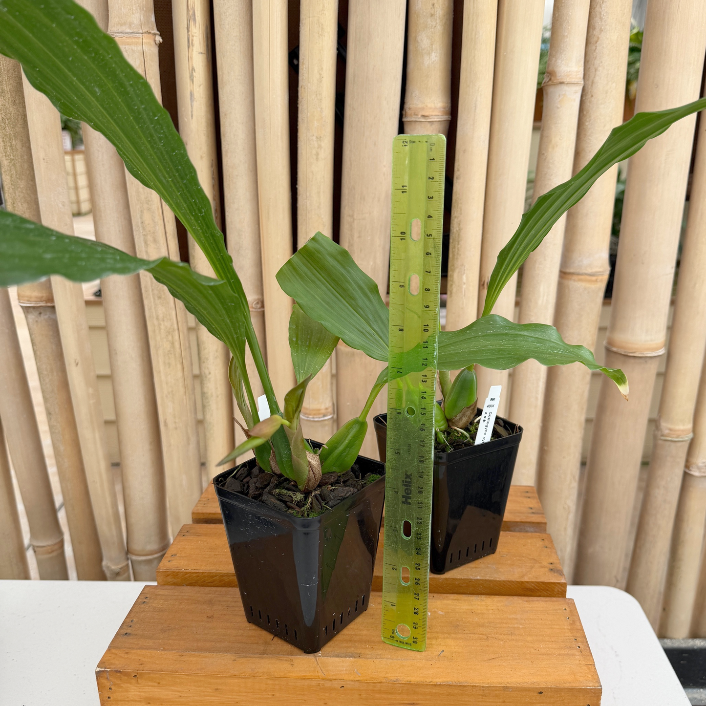 Coelogyne xyrekes x sib (Species) - Bud