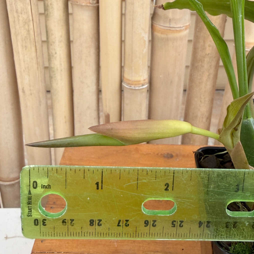 Coelogyne xyrekes x sib (Species) - Bud